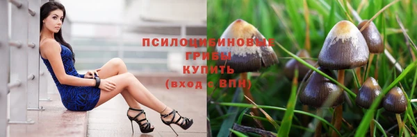 гашик Майский