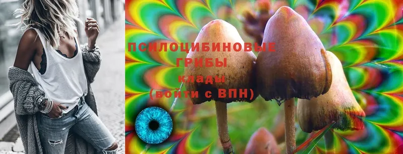 Псилоцибиновые грибы Cubensis  Воткинск 