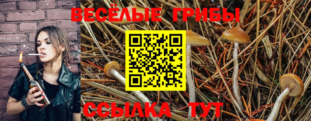 Воткинск  Галлюциногенные грибы Psilocybine cubensis  Вход с VPN  продажа наркотиков  Галлюциногенные грибы Psilocybine cubensis 